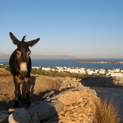 st_ezel op Grieks eiland